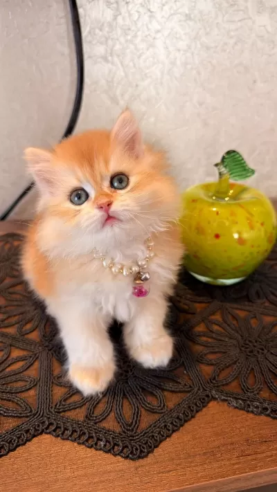 Golden Ny12 British Longhair Safkan Bebek