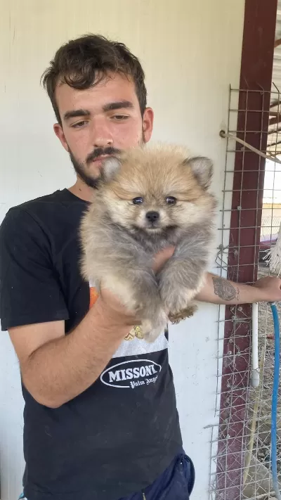 Üst Kalite Pomeranian Boo Yavrular