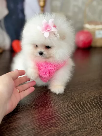 Mini Boy Ayicik Prenses Pomeranian
