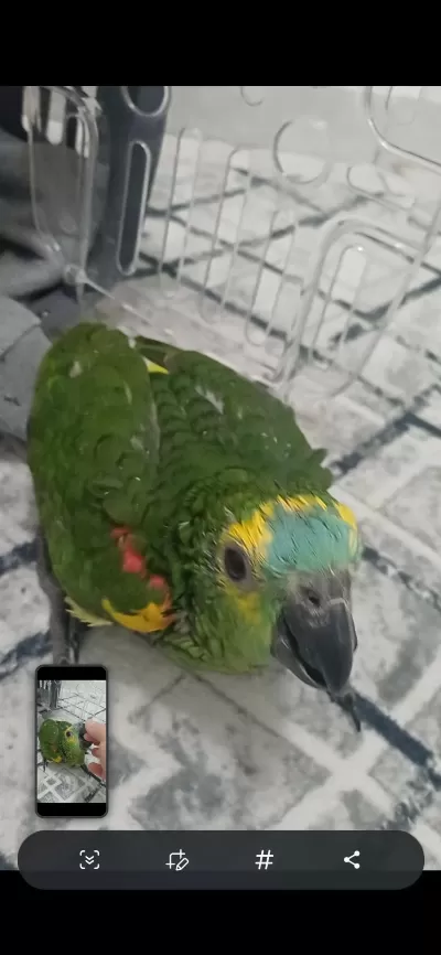 Full Evcil Bebek Amazon Papağanı Blue Frond