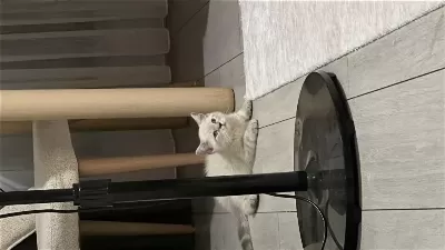 Acil Sahiplendirme British Shorthair Blue Point