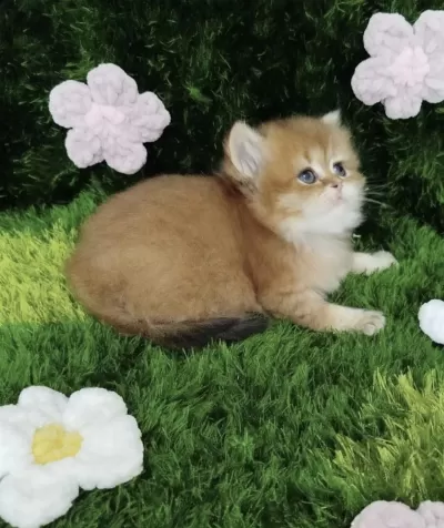 British Longhair Golden