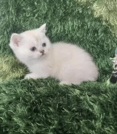 British Shorthair Kedisi Sağlikli