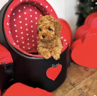Toy Poodle Bebekleri