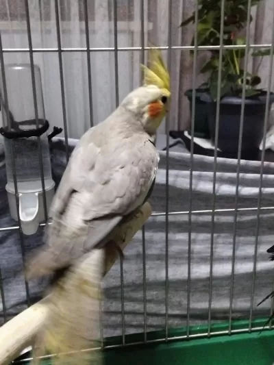 4 Aylık Sultan Papağanı