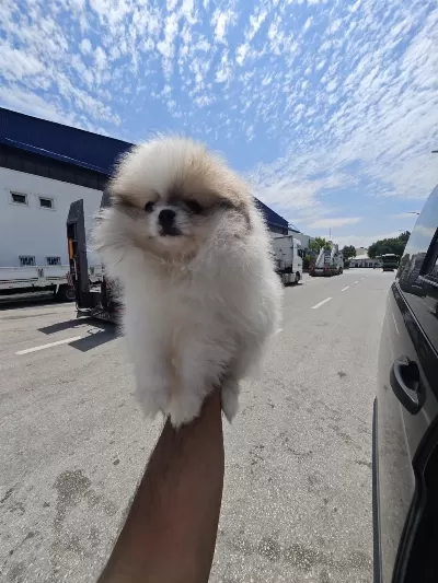 A Kalite Safkan Orjinal Pomeranian Boo Garantili