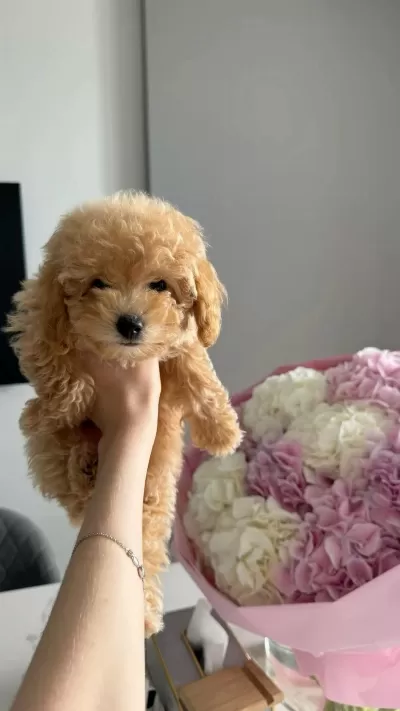 Maltipoo Yavrularımız