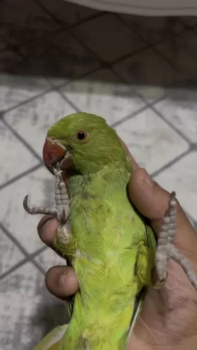 2 Aylik Bebek Pakistan Evcil