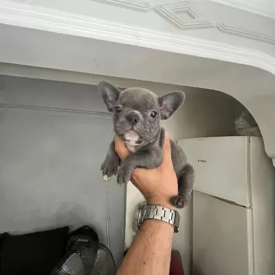 Nadir Renk French Bulldog Yavrularımız