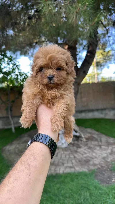 Red Maltipoo Yavrumuz