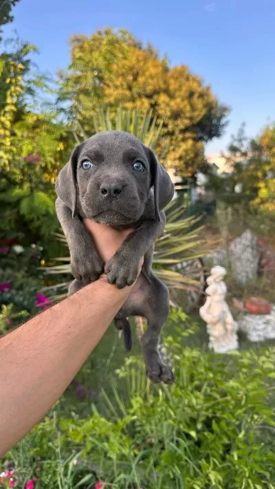 A Scr Cane Corso Yavrularımız