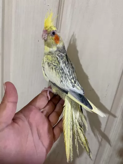 62 Günlük Kusursuz Sultan Papağanı Bebek