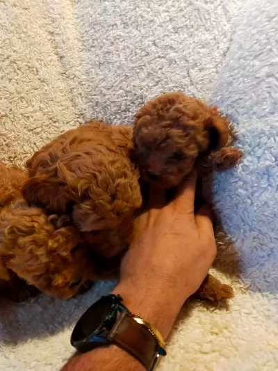 Petmode Köpek Çiftliğinden Kore Toy Poodle Yavrular