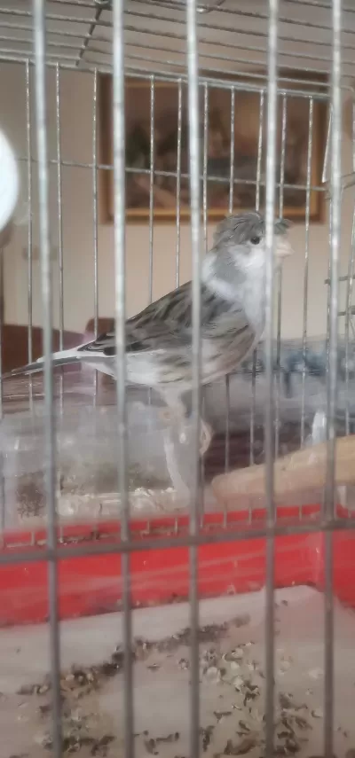 Tepeli Siyah Beyaz Erkek Harleguin Kanarya