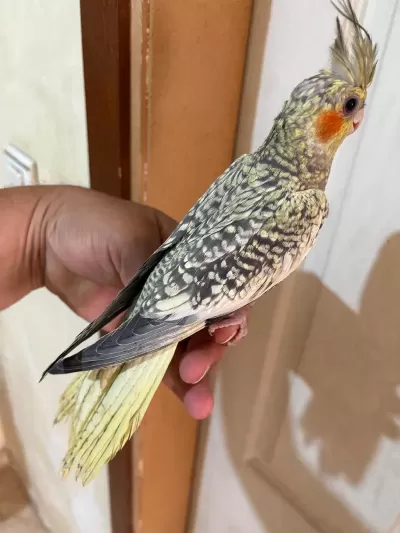 64 Günlük Uysal Sultan Papağani Bebek