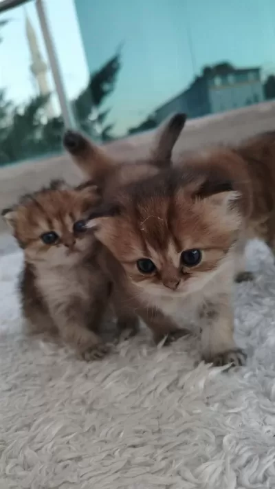 Chinchilla Yavruları