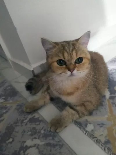 Kedilerimizi Acil Sahiplendiriyoruz