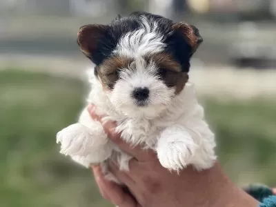 Petmode Köpek Çiftliğinde Ziyarete Açık Morkie