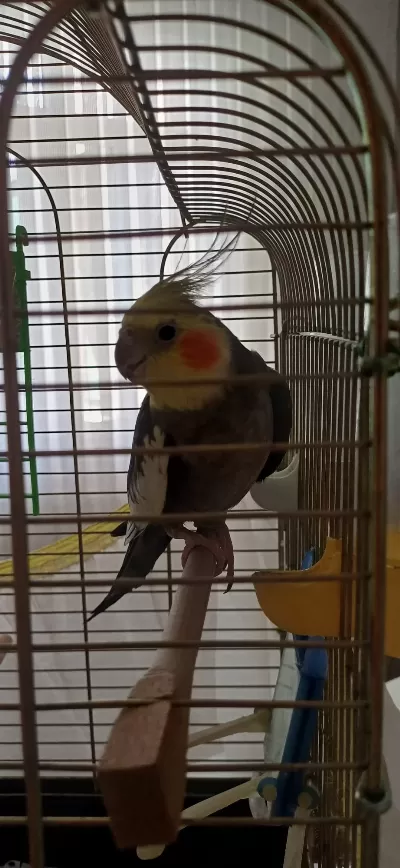Sultan Papağanı Erkek 2 Yaşında Konuşuyor