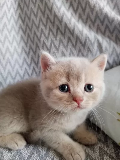 British Shorthair Scottish Fold Yavrular