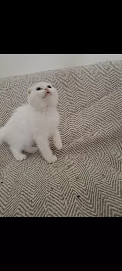 Son Yavru Kediler Teslime Hazır