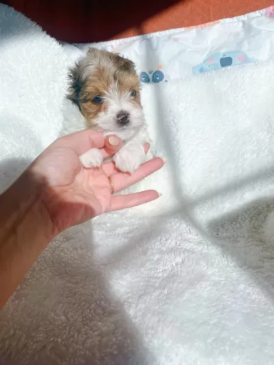 Show Kalite Tea Cup Morkie Yavrularımız