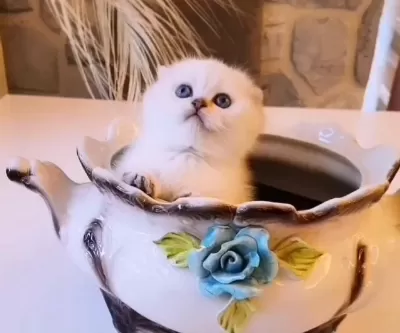 0 Kulak Dişi Golden Point Scottish Fold