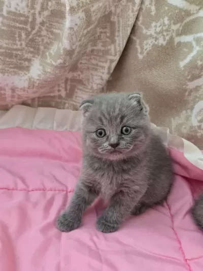 Scottish Fold Gri Yavrular