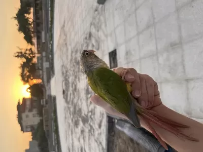 Konur Papağanı Alışık