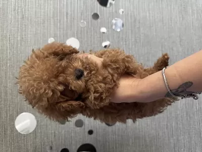 Tuvalet Eğitimli Evde Büyüyen Poodle Yavrular