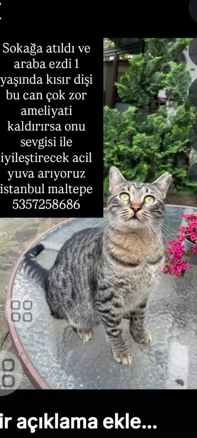 Tekir Sokağa Atıldı Araba Ezdi