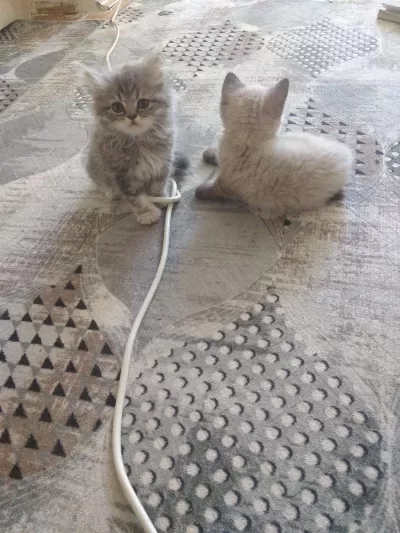 Kedilerimizi Sahiplendirme