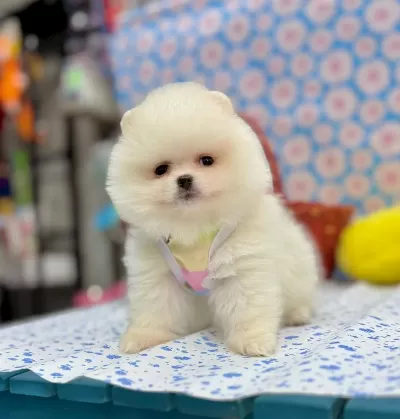 Safkan Pomeranian Boo Yavrularımız