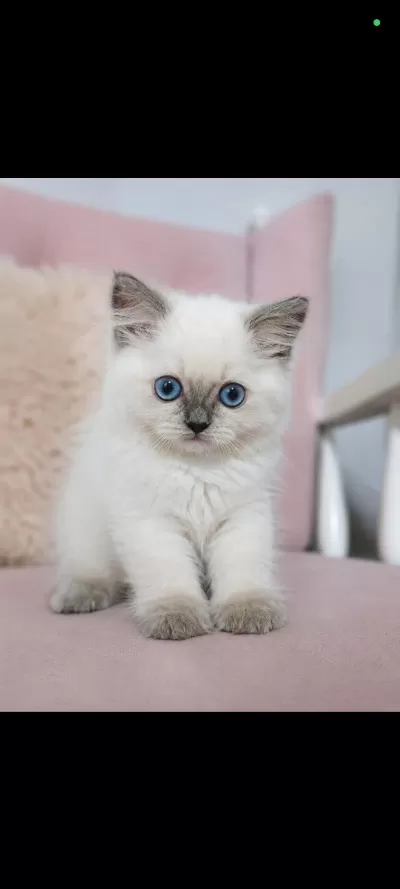Minicik Kutu Bebeği Güzel Kedimiz Yeni Evini Bekliyor