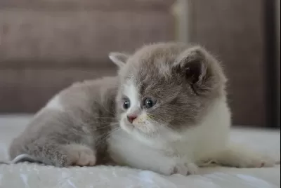 Muhteşem Safkan British Shorthair