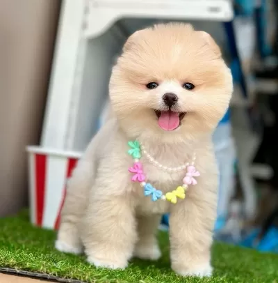 Safkan Pomeranian Boo Bebekler