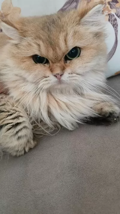 Harika Tatlı Kediler