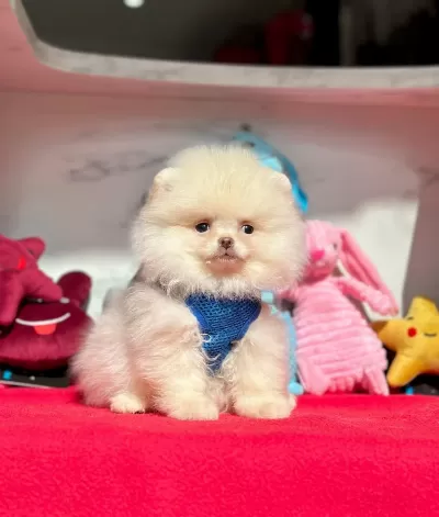Sevimli Pomeranian Boo Yavrularımız