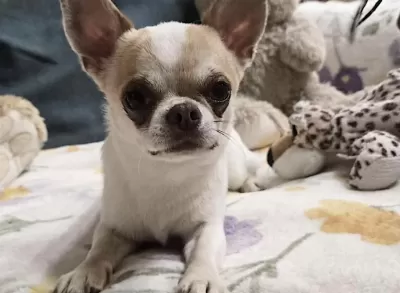 Sağlıklı Chihuahua Saf İrk