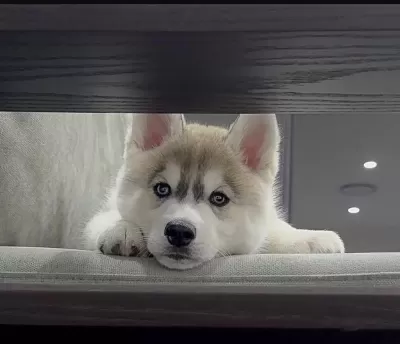 Sibirya Kurdu (husky) Köpeğimiz