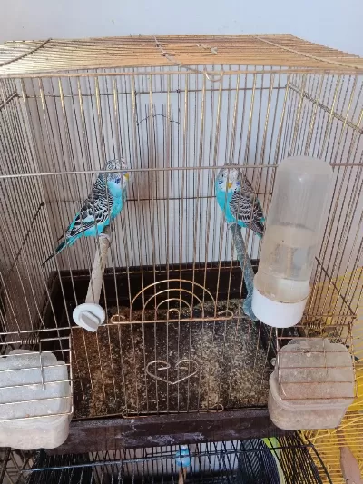 2 Tane Erkek Yavru Muhabbet Kuşu