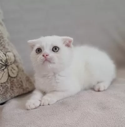 Scottish Fold Kar Beyaz