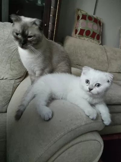 Scottish Fold Blue Point