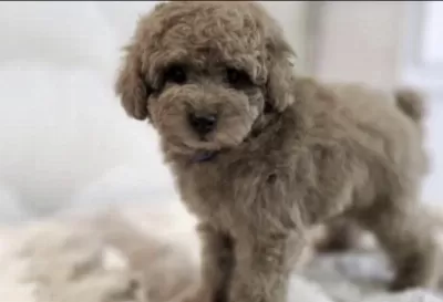 Sağlıklı Toy Poodle Köpeği