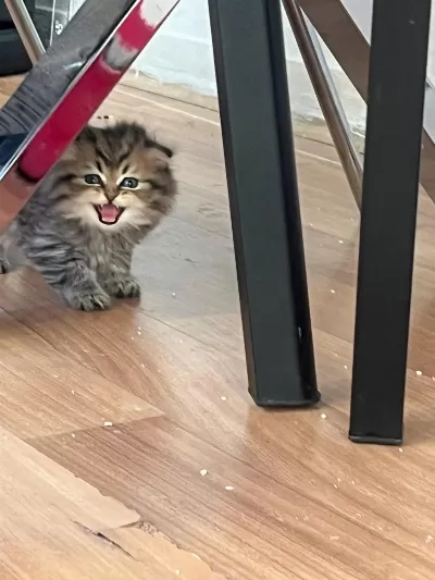 Mama Karşılığında Sahiplendirilecek Kedimiz