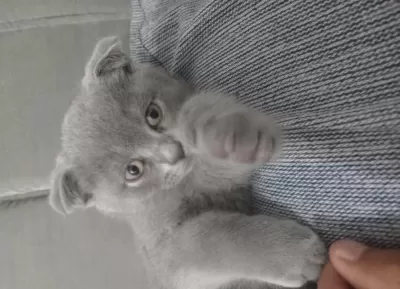 Harika Dişi Scottish Fold