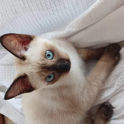 3 Aylık Safkan Siyam Dişi Yavru