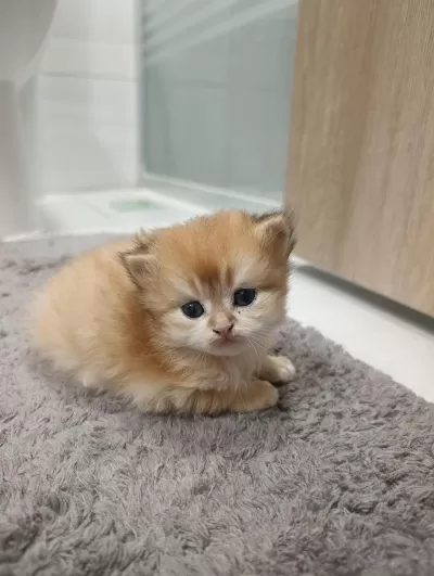 British Longhair Kedilerimiz