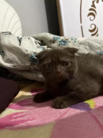 3 Aylık Erkek Scottish Fold