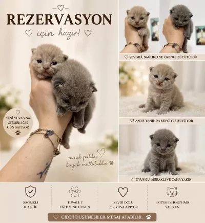 Rezerveye Açılan Kediler Yeni Ailemizi Bekliyor